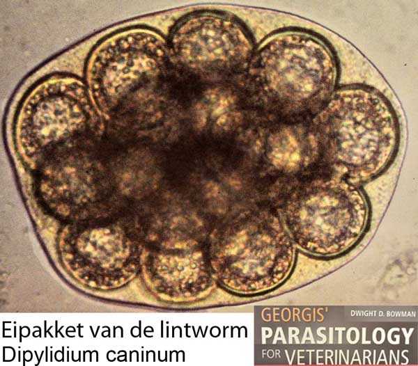 Eipakket van de grote hondenlintworm - Dipylidium caninum